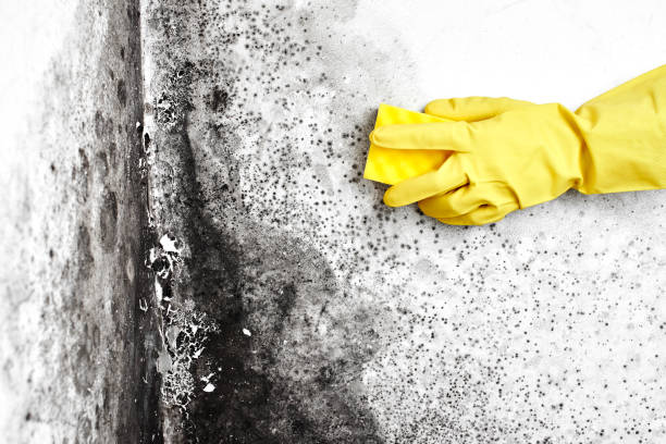 Best Black Mold Removal  in Wimberley, TX