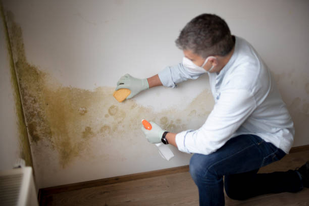 Best Industrial Mold Remediation  in Wimberley, TX
